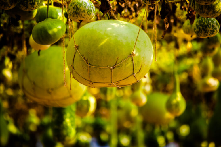 Visitez le Potager (le plus) Extraordinaire en Vendée